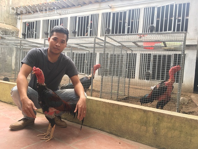 Kỹ Sư Bỏ Lương Cao Về Quê Luyện Chiến Kê, Kiếm Vài Trăm Triệu/Năm | Báo Dân  Trí