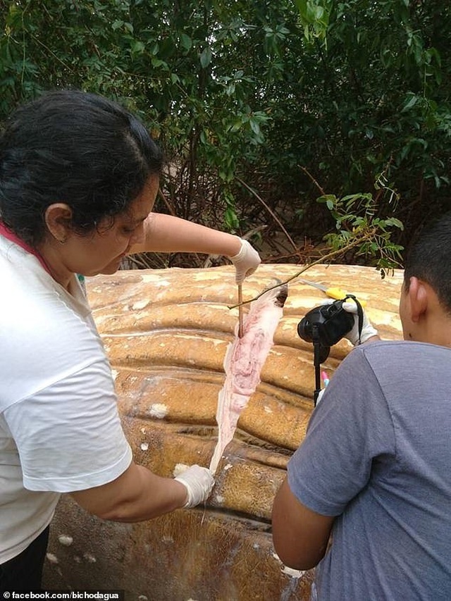 Bí ẩn xác cá voi khổng lồ đột nhiên xuất hiện trong rừng rậm Amazon - 3