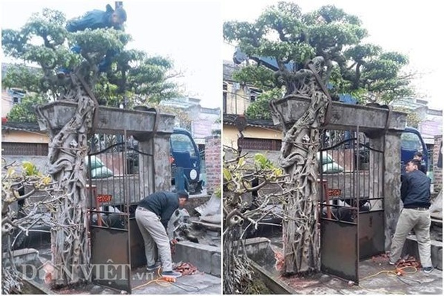 Xôn xao Nam Định: Cây sanh cổ bán kèm cổng nhà giá 6.000 USD? - 1 Xôn xao Nam Định: Cây sanh cổ bán kèm cổng nhà giá 6.000 USD? - 1