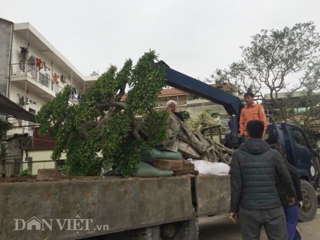 Xôn xao Nam Định: Cây sanh cổ bán kèm cổng nhà giá 6.000 USD? - 4 Xôn xao Nam Định: Cây sanh cổ bán kèm cổng nhà giá 6.000 USD? - 4