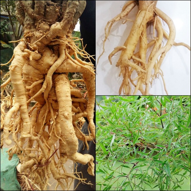 Hành trình Con đường sức khỏe xanh đưa Nhân sâm Việt làm giàu và bảo vệ sức khỏe người Việt - 1 Hành trình Con đường sức khỏe xanh đưa Nhân sâm Việt làm giàu và bảo vệ sức khỏe người Việt - 1