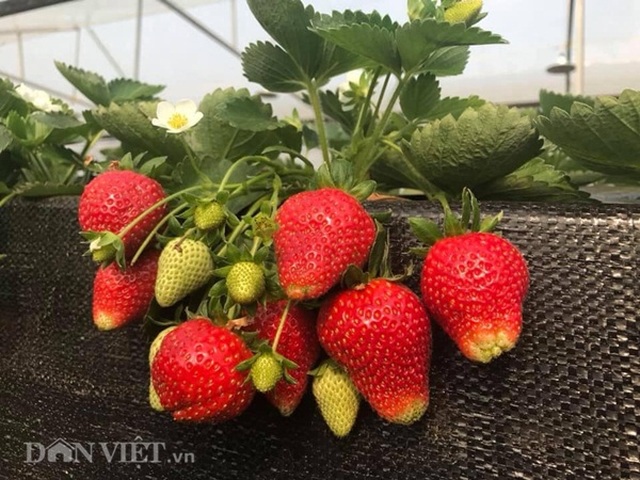 Bỏ việc nhà nước, cắm sổ đỏ trồng dâu tây, khách nườm nượp - 3 Bỏ việc nhà nước, cắm sổ đỏ trồng dâu tây, khách nườm nượp - 3
