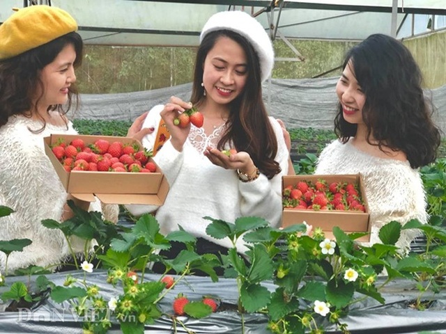 Bỏ việc nhà nước, cắm sổ đỏ trồng dâu tây, khách nườm nượp - 7 Bỏ việc nhà nước, cắm sổ đỏ trồng dâu tây, khách nườm nượp - 7