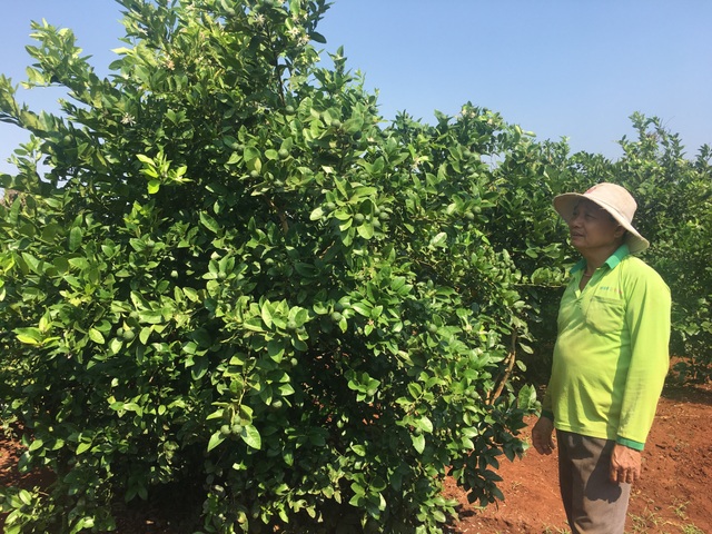 Lão nông trồng chanh trên đất đỏ, thu gần 1 tỷ đồng mỗi năm - 1 Lão nông trồng chanh trên đất đỏ, thu gần 1 tỷ đồng mỗi năm - 1