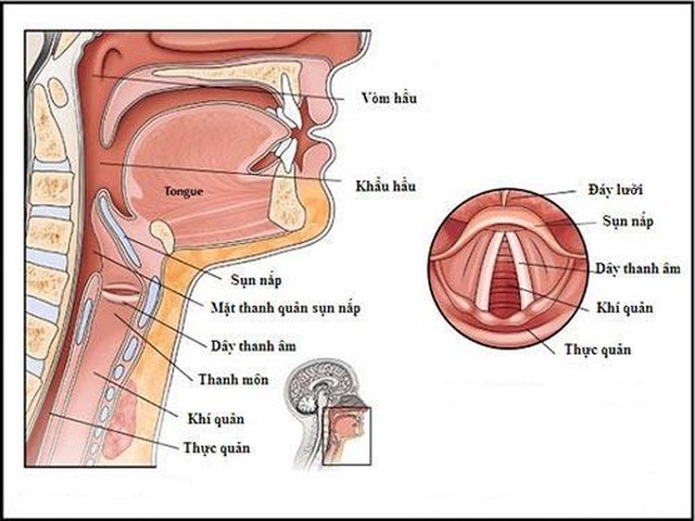 Tại sao khản tiếng kéo dài dễ dẫn đến ung thư thanh quản? - 1 Tại sao khản tiếng kéo dài dễ dẫn đến ung thư thanh quản? - 1