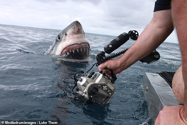 Những bức ảnh rùng rợn gợi nhắc tới phim kinh dị “Hàm cá mập”