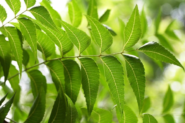 Điểm mặt các loại cây thuốc nam hỗ trợ chữa tiểu đường tuýp 2 hiệu quả - 4 Điểm mặt các loại cây thuốc nam hỗ trợ chữa tiểu đường tuýp 2 hiệu quả - 4