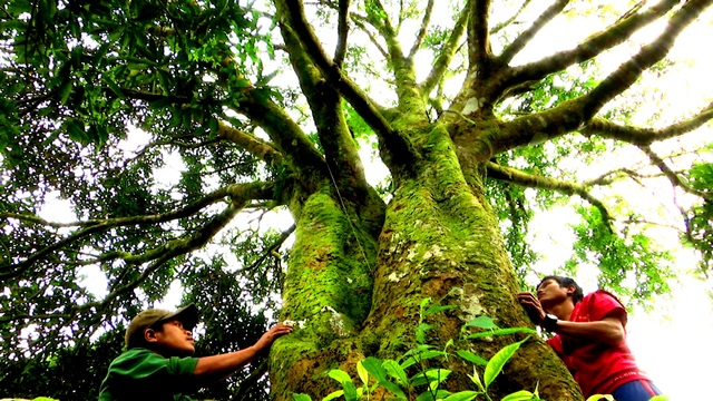 Khám phá vùng sâm Ngọc Linh, Quảng Nam