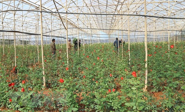 Lâm Đồng: Những triệu phú hoa hồng dưới chân núi Langbiang - 1 Lâm Đồng: Những triệu phú hoa hồng dưới chân núi Langbiang - 1