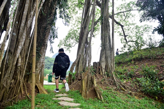 Kỳ lạ cây đa di chuyển ở Ninh Bình - 13