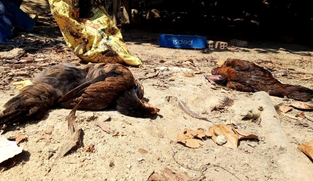 Cúm A/H5N6 xuất hiện tại Quảng Nam Cúm A/H5N6 xuất hiện tại Quảng Nam