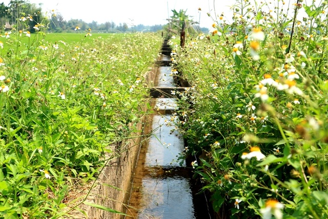 Hoa Xuyến Chi Hoa Xuyến Chi