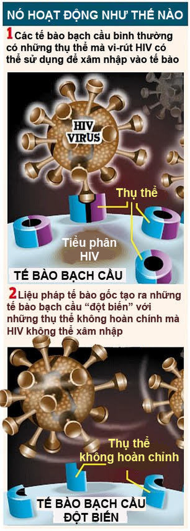 bach cau.jpg bach cau.jpg