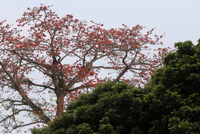 Hà Nội thơ mộng trong sắc đỏ hoa gạo - 13