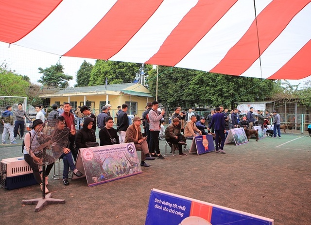 Hơn 250 chú chó bản địa tham gia hội thi sắc đẹp ở Hà Nội - 11 Hơn 250 chú chó bản địa tham gia hội thi sắc đẹp ở Hà Nội - 11
