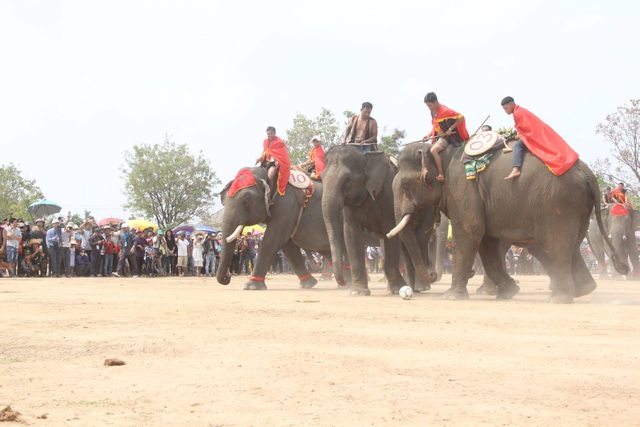 Đắk Lắk: Tưng bừng hội đua voi Buôn Đôn - 4