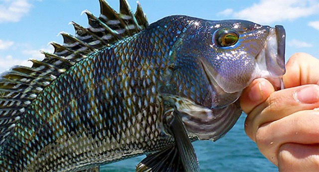 Suy giảm nghiêm trọng số lượng cá trong các đại dương - 1