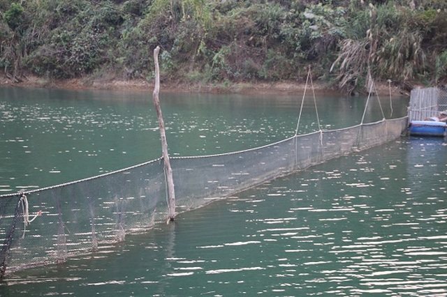Ngăn hồ sông Đà nuôi cá, lãi hàng trăm triệu/năm - 2 Ngăn hồ sông Đà nuôi cá, lãi hàng trăm triệu/năm - 2