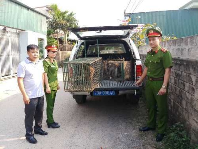 Tiếp nhận 4 cá thể khỉ quý hiếm thả về tự nhiên - 1 Tiếp nhận 4 cá thể khỉ quý hiếm thả về tự nhiên - 1