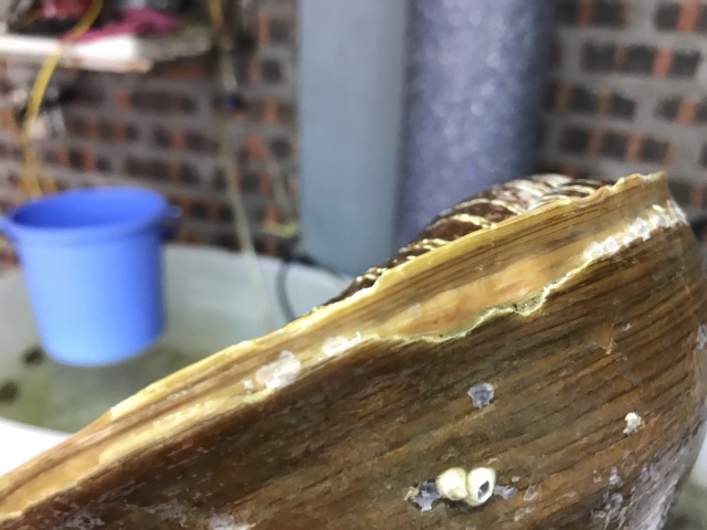 octulon9.jpg octulon9.jpg