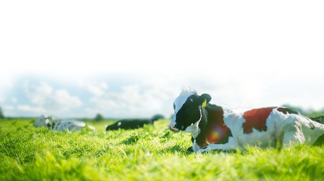 Mộc Châu Milk phát triển chăn nuôi gắn với bảo vệ môi trường - 1