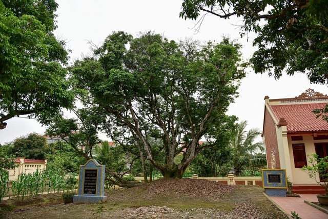 B&iacute; ẩn c&acirc;y vải tổ 200 năm được x&aacute;c lập kỷ lục l&acirc;u đời nhất Việt Nam - 2