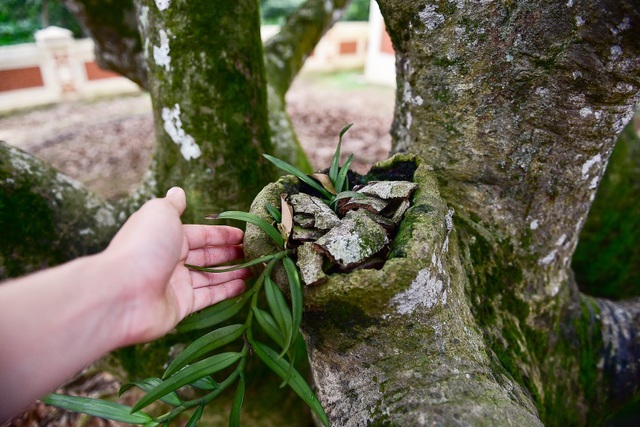 B&iacute; ẩn c&acirc;y vải tổ 200 năm được x&aacute;c lập kỷ lục l&acirc;u đời nhất Việt Nam - 8