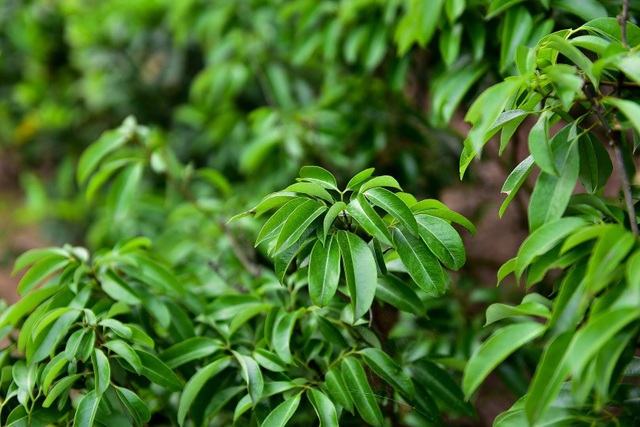 B&iacute; ẩn c&acirc;y vải tổ 200 năm được x&aacute;c lập kỷ lục l&acirc;u đời nhất Việt Nam - 11