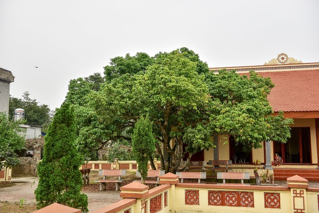 B&iacute; ẩn c&acirc;y vải tổ 200 năm được x&aacute;c lập kỷ lục l&acirc;u đời nhất Việt Nam - 13