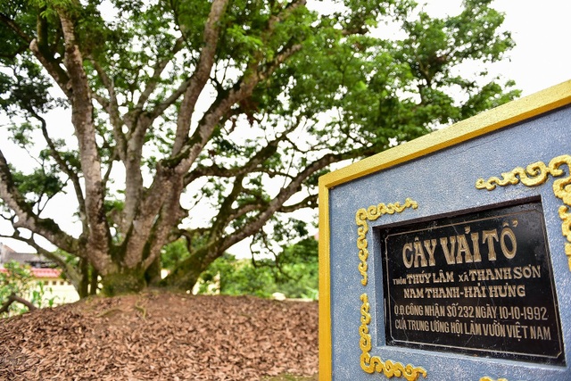 B&iacute; ẩn c&acirc;y vải tổ 200 năm được x&aacute;c lập kỷ lục l&acirc;u đời nhất Việt Nam - 3