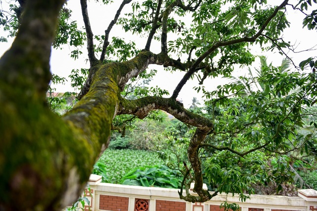 B&iacute; ẩn c&acirc;y vải tổ 200 năm được x&aacute;c lập kỷ lục l&acirc;u đời nhất Việt Nam - 9