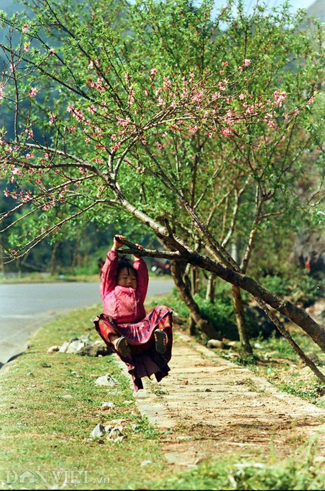 Ngắm hoa đào nở muộn tuyệt đẹp trên cao nguyên đá Đồng Văn - 8 Ngắm hoa đào nở muộn tuyệt đẹp trên cao nguyên đá Đồng Văn - 8