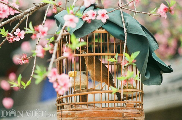 Ngắm hoa đào nở muộn tuyệt đẹp trên cao nguyên đá Đồng Văn - 9 Ngắm hoa đào nở muộn tuyệt đẹp trên cao nguyên đá Đồng Văn - 9