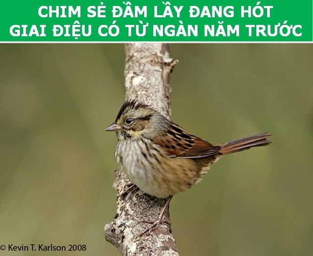 dong_vat_8.jpg dong_vat_8.jpg