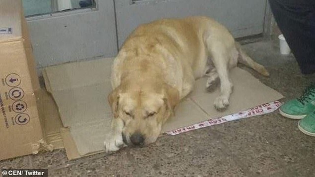 Cảm động chú chó trung thành chờ chủ trước cửa bệnh viện - Ảnh minh hoạ 2