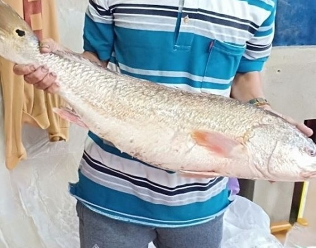 Kỳ lạ lươn “khổng lồ” dài gần mét, cá lạ nặng một tạ xôn xao dư luận - 2 Kỳ lạ lươn “khổng lồ” dài gần mét, cá lạ nặng một tạ xôn xao dư luận - 2