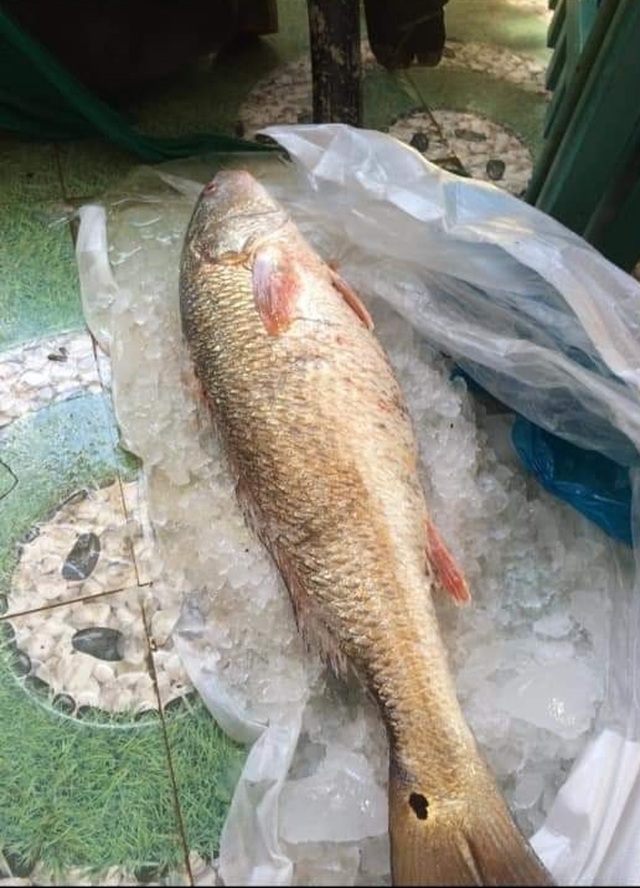 Kỳ lạ lươn “khổng lồ” dài gần mét, cá lạ nặng một tạ xôn xao dư luận - 3 Kỳ lạ lươn “khổng lồ” dài gần mét, cá lạ nặng một tạ xôn xao dư luận - 3