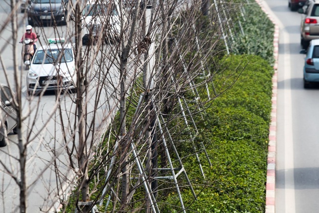 Hàng cây phong lá đỏ thay lá, ngả màu sang đen giữa phố Hà Nội - 8