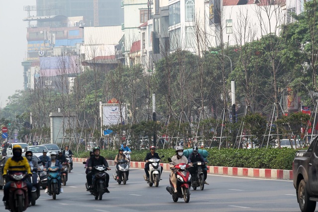 Hàng cây phong lá đỏ thay lá, ngả màu sang đen giữa phố Hà Nội - 13