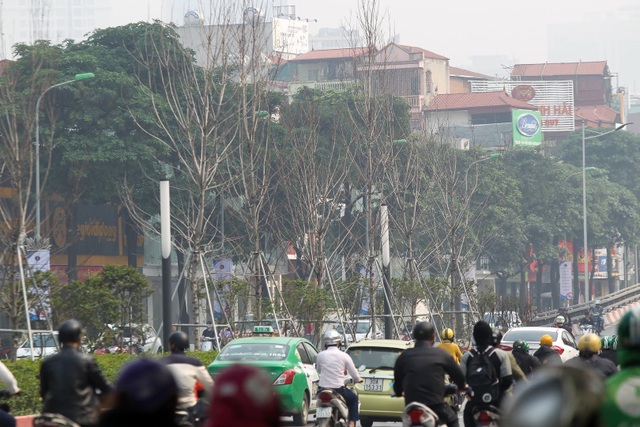 Hàng cây phong lá đỏ thay lá, ngả màu sang đen giữa phố Hà Nội - 12