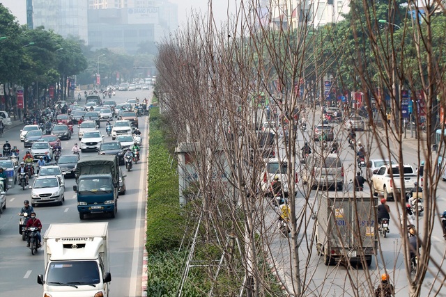 Hàng cây phong lá đỏ thay lá, ngả màu sang đen giữa phố Hà Nội - 11