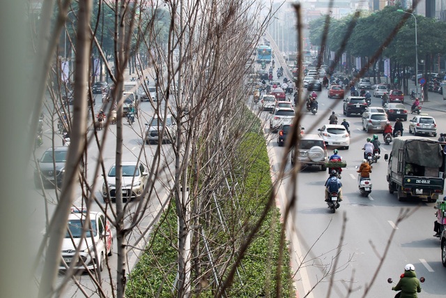 Hàng cây phong lá đỏ thay lá, ngả màu sang đen giữa phố Hà Nội - 2