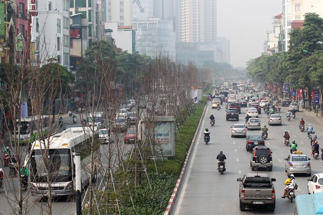 Hàng cây phong lá đỏ thay lá, ngả màu sang đen giữa phố Hà Nội - 10