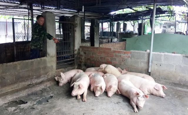 Các tỉnh phía Nam rốt ráo chặn dịch tả châu Phi - 6 Các tỉnh phía Nam rốt ráo chặn dịch tả châu Phi - 6