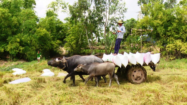 Trâu kéo lúa ở miền Tây giữ lại nét văn hóa nông nghiệp Nam bộ - 2 Trâu kéo lúa ở miền Tây giữ lại nét văn hóa nông nghiệp Nam bộ - 2