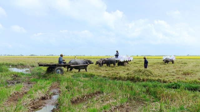 Trâu kéo lúa ở miền Tây giữ lại nét văn hóa nông nghiệp Nam bộ - 5 Trâu kéo lúa ở miền Tây giữ lại nét văn hóa nông nghiệp Nam bộ - 5