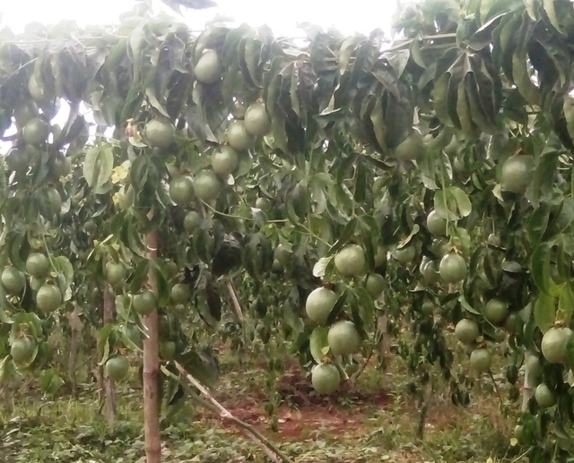 Sau một đêm, vườn chanh dây tiền tỷ bị kẻ gian tàn phá tan hoang - 1 Sau một đêm, vườn chanh dây tiền tỷ bị kẻ gian tàn phá tan hoang - 1