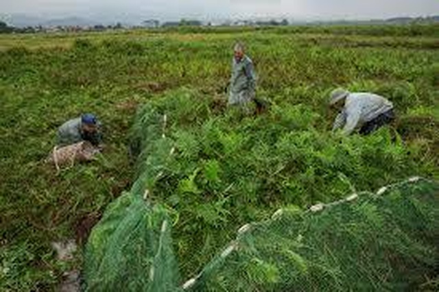Thịt chuột của Việt Nam: Thơm ngon như phô mai que - 1 Thịt chuột của Việt Nam: Thơm ngon như phô mai que - 1