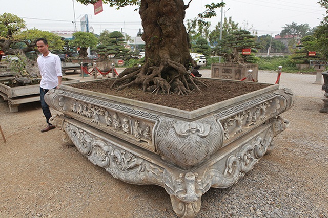 Cây khế “khủng” sai trĩu quả, trả 1,6 tỷ đồng không bán - 8 Cây khế “khủng” sai trĩu quả, trả 1,6 tỷ đồng không bán - 8