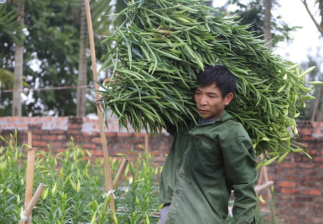 Mùa hoa loa kèn đến sớm ở Hà Nội - 4 Mùa hoa loa kèn đến sớm ở Hà Nội - 4